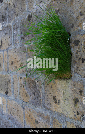 Wall, built, solid, old, textured, stone, construction, brick, grass, background, texture, block, pattern, green, structure. Stock Photo