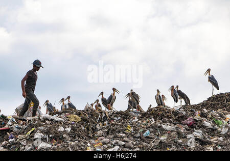 Guwahati, Assam, India. 29th Oct, 2016. A rag picker youth searching for recyclable waste from the solid waste dumping yard while a flock of Greater Adjutant Stork (Leptoptilos dubius) looks upon at outskirt of Guwahati city. Greater Adjutant Stork are among the world's most endangered of the stork species. This dumping yard is considered as a secure home for Greater Adjutant Stork. © Vikramjit Kakati/ZUMA Wire/Alamy Live News Stock Photo
