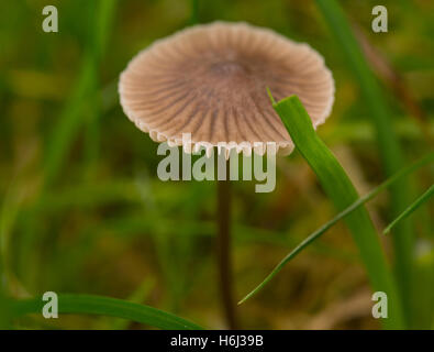 Wimbledon, London, UK. 29th October, 2016. Morning dew soaked lawn with growing funghi. Credit:  Malcolm Park/Alamy Live News.