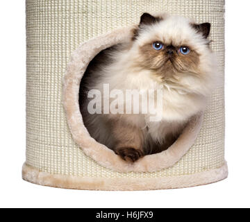 Cute persian colourpoint kitten is looking out from a cat tower Stock Photo