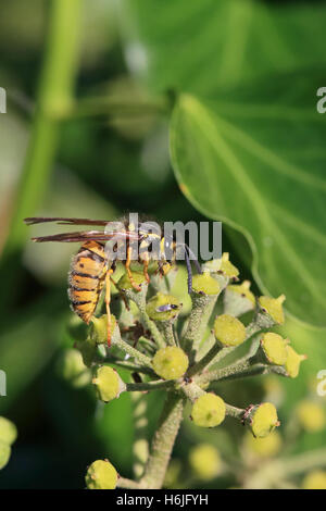 Common Wasp (Vespula vulgaris) Stock Photo