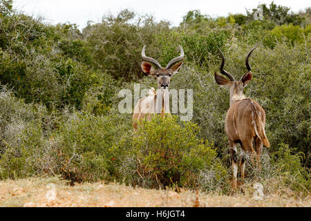 Two Greater Kudu standing and facing each other creating a mirror image. Stock Photo