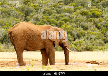 Bush Elephant drinking water with his feet and trunk in the watering hole. Stock Photo