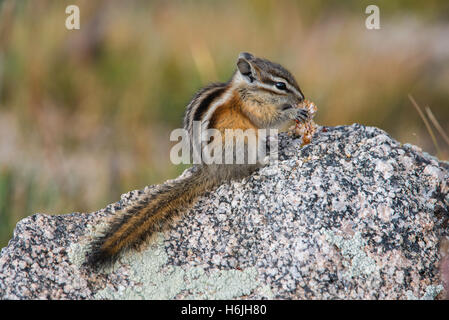 Least Chipmunk (Tamias minimus) eating seeds, Mount Evans Wilderness area, Rocky Mountains, Colorado USA Stock Photo