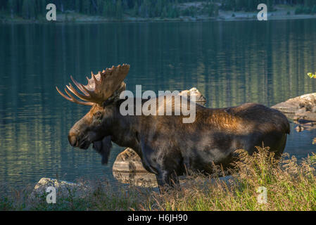 Bull Moose (Alces alces) foraging for food in pond, Indian Peaks Wilderness,Rocky mountains, Colorado, USA Stock Photo