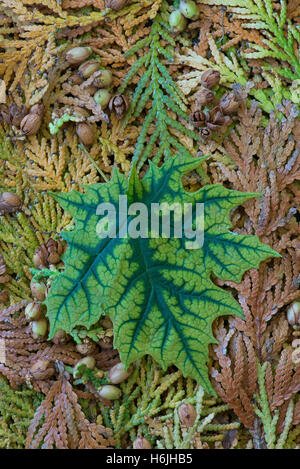 Ornamental Maple leaf on ground (Acer species), Michigan USA Stock Photo