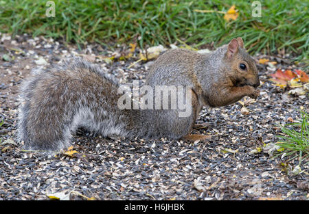 Eastern Fox Squirrel (Sciurus niger) eating bird seed on ground near feeder, Autumn, E North America Stock Photo
