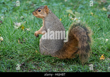 Eastern Fox Squirrel (Sciurus niger) searching for food on ground,  Autumn, E North America Stock Photo