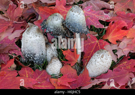 Shaggy Mane mushrooms (Coprinus comatus), Autumn, E USA, by Skip Moody/Dembinsky Photo Assoc Stock Photo