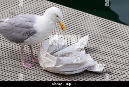 Seagull eating discarded remains of fish and chips out of paper Stock Photo