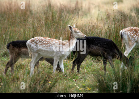 Young deer is seen in Richmond Park, in west London, Britain October 30, 2016. © John Voos Stock Photo