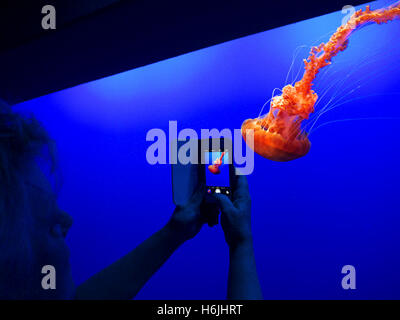 Woman holding Apple iPhone 5s smartphone recording image of JellyFish in Monterey  Bay Aquarium Monterey California USA Stock Photo