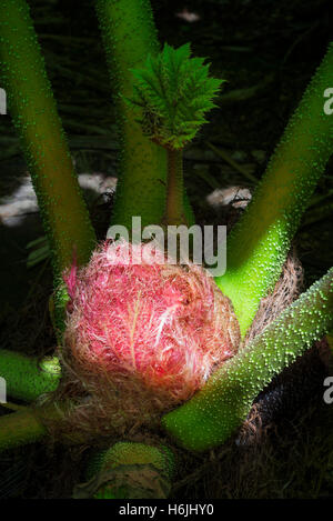 Sunlight illuminates the red bud and green young shoot of a giant rhubarb plant (Gunnera manicata) against dark shadow of the background, Cornwall,UK Stock Photo