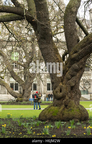 Oregon maple trees (Acer macrophyllum) planted c1830 at Trinity College Dublin, Ireland Stock Photo