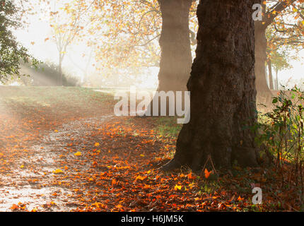 Red sun-lit Autumn leaves on ground partially covering a path in Springfield park, London, UK. Stock Photo