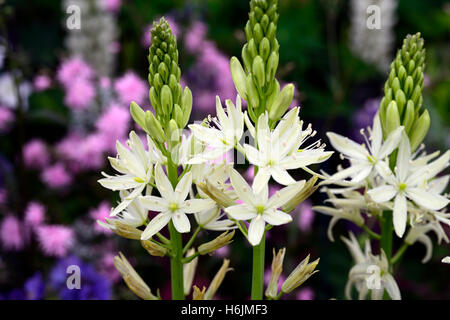 camassia leichtlinii alba white flower flowers flowering spring bulb RM Floral Stock Photo
