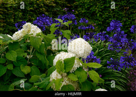 Hydrangea arborescens annabelle agapanthus white blue flower flowers flowering flowerhead perennial mix mixed planting RM Floral Stock Photo