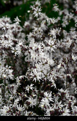 Lychnis flos cuculi jenny ragged robin white flower flowers flowering perennial garden plant RM Floral Stock Photo