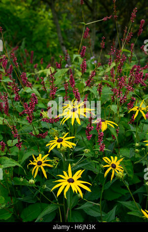 Rudbeckia fulgida Persicaria amplexicaulis Firedance yellow red flowers perennials colour planting scheme combination RM Floral Stock Photo