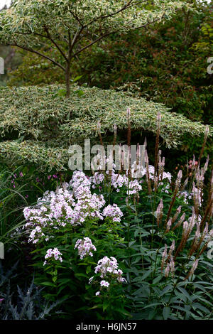 Veronicastrum virginicum Pink Glow Phlox paniculata Cinderella white pink flowers flowering cornus controversa variegata Stock Photo
