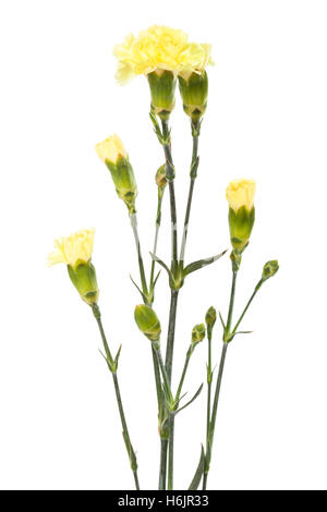 beauty yellow carnations on a white background Stock Photo