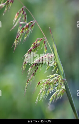 Close up of Ehrharta longiflora or known as annual veld grass seed ...