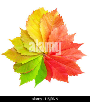 Colorful autumn maple leaves. Isolated on white background Stock Photo ...