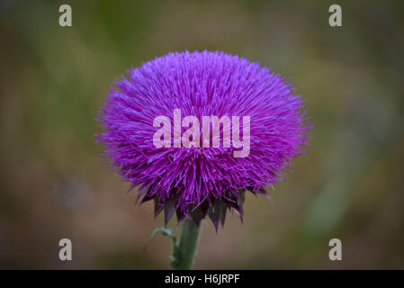 Detail of a beautiful purple flower in a meadow Stock Photo