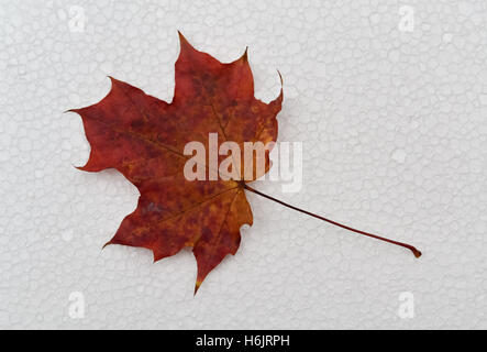 Closeup of a dry red leaf on bright background Stock Photo