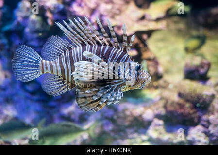 Red lionfish, Pterois volitans on a natural underwater background Stock Photo