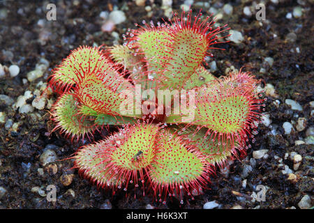 Drosera slackii is a subtropical sundew native to the Cape Provinces of South Africa. Stock Photo