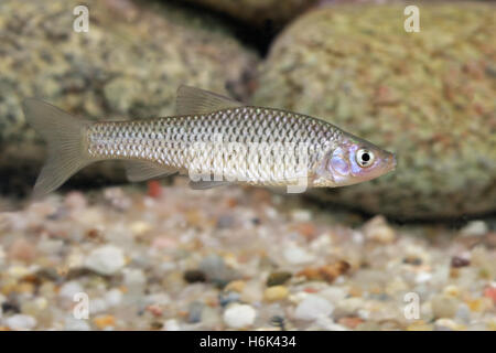 The stone moroko (Pseudorasbora parva), also known as the topmouth gudgeon, is a fish belonging to the Cyprinid family, native to Asia, but introduced Stock Photo