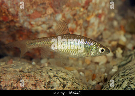 The stone moroko (Pseudorasbora parva), also known as the topmouth gudgeon, is a fish belonging to the Cyprinid family, native to Asia, but introduced Stock Photo