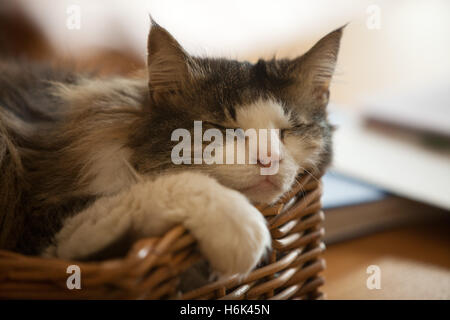 A long haired tortoise shell and white Norwegian Forest cat asleep in a wicker basket, head hanging over the edge Stock Photo