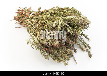 Summer Savory , Satureja Hortensis, Isolated on White. Stock Photo