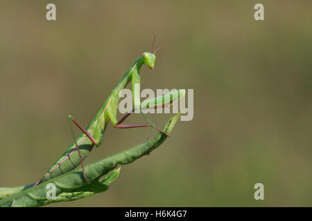 The European mantis or Mantis religiosa is a large hemimetabolic insect in the family of the Mantidae (‘mantids’) Stock Photo