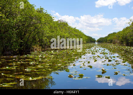 everglades swamp in Florida Stock Photo