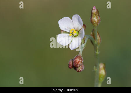 Drosera sessilifolia Sundew flower closeup Drosera sessilifolia Sundew flower closeup