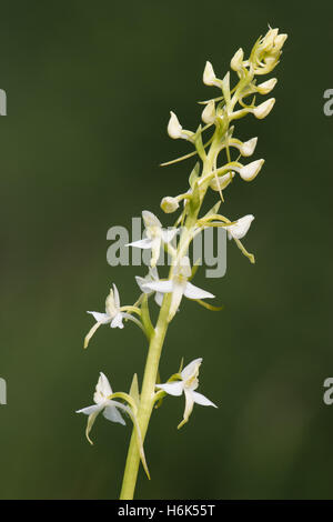 Platanthera bifolia, commonly known as the lesser butterfly-orchid, is a species of orchid in the genus Platanthera Stock Photo