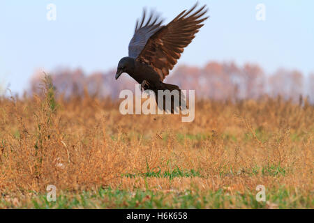 Raven in flight over a field Stock Photo
