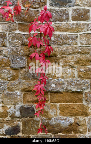 Parthenocissus quinquefolia. Virginia Creeper against stone walling Stock Photo