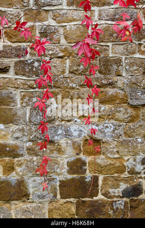 Parthenocissus quinquefolia. Virginia Creeper against stone walling Stock Photo