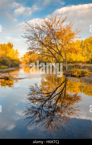 Autumn tree reflection in Boise River in Idaho Stock Photo