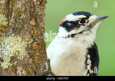 A Downy Woodpecker pointing away. Stock Photo