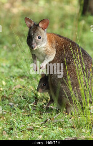 A mother Pademelon looking up with her baby in her pouch in Lamington National Park. Stock Photo