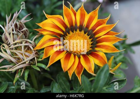 Focus on a blooming Gazania Splendens Kiss Yellow Flame and the withered one as blur background in the garden Stock Photo