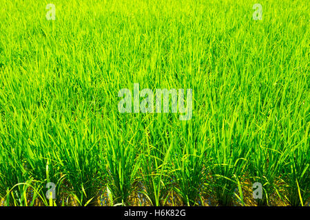 Green blades of backlit rice plant stalks in mud background Stock Photo