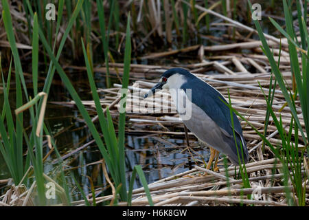 Solitary black crowned night heron stands on marsh reeds in Utah's Farmington Bay Waterfowl Management Area. Stock Photo