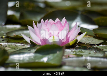 Pink lilly pad in contre jour Stock Photo