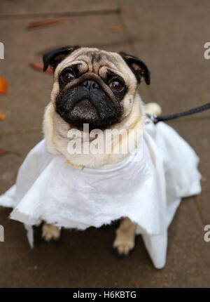 London, UK. 30th October 2016. Freddie the Pug dressed up as a ghost in his Halloween fancy dress costume for the All Dogs Matter Halloween Dog Walk to raise funds for the charity which houses and re-homes dogs in London. Credit:  Paul Brown/Ģ����ý Live News Stock Photo